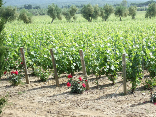 SZŐLŐTŐKE ÉS RÓZSA – BORÚT CASTAGNETO SZŐLŐTŐKE ÉS RÓZSA – BORÚT CASTAGNETO