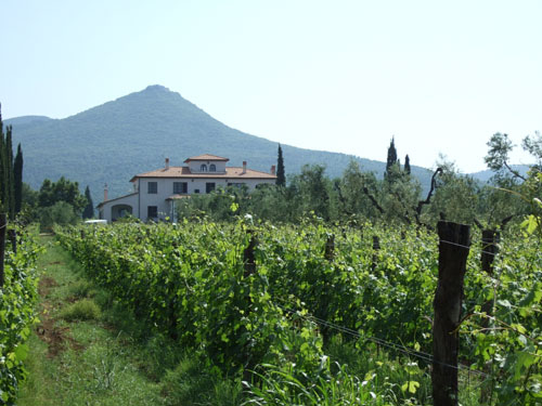 BORÁSZAT - CASTAGNETO BORÁSZAT - CASTAGNETO