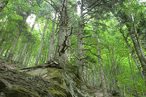FORESTE CASENTINESI FORESTE CASENTINESI