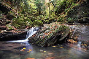 FORESTE CASENTINESI FORESTE CASENTINESI