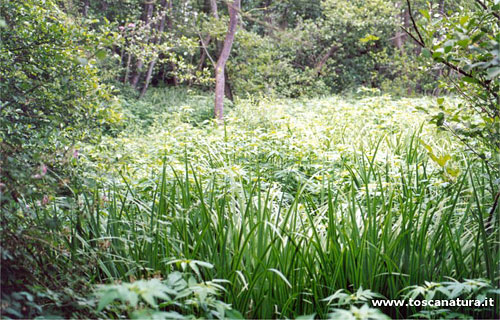 BOSCO DI TANALI – FOTO: WWW.TOSCANATURA.IT BOSCO DI TANALI – FOTO: WWW.TOSCANATURA.IT