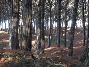 EDZETTEKNEK: FEL-LE, FEL-LE... - PINETA EDZETTEKNEK: FEL-LE, FEL-LE... - PINETA