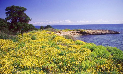 PIANOSA PIANOSA
